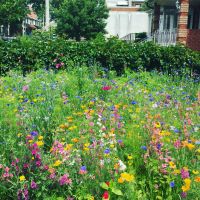 All Annual Seed Mix